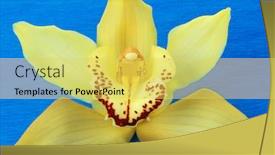  Presentation with cymbidium orchid - Amazing theme having yellow-cymbidium-orchid-macro-isolated backdrop and a yellow colored foreground