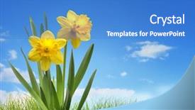  Presentation with daffodil - Slide set enhanced with yellow daffodil flower background and a teal colored foreground