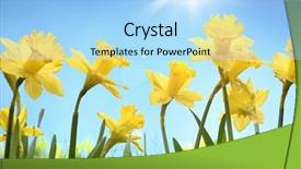  Presentation with daffodil - Audience pleasing theme consisting of yellow daffodil flower backdrop and a light blue colored foreground
