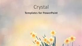  Presentation with daffodil - Slide set enhanced with yellow-daffodil-flowers-blooming background and a lemonade colored foreground