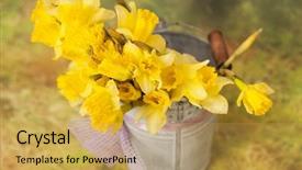  Presentation with daffodil - PPT theme having yellow daffodil flowers in bucket background and a yellow colored foreground