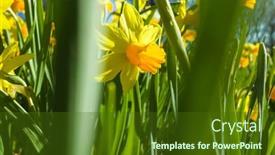  Presentation with daffodil - Audience pleasing theme consisting of yellow-daffodil-flowers-in-spring backdrop and a tawny brown colored foreground
