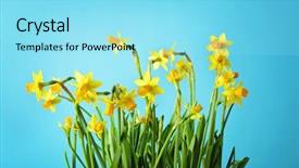  Presentation with daffodil - Presentation featuring yellow daffodil flowers on sky background and a arctic colored foreground