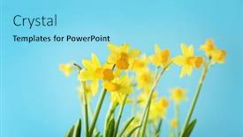  Presentation with daffodil - PPT theme having yellow daffodil flowers on sky blue background background and a arctic colored foreground