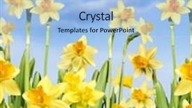  Presentation with sky rainbow - PPT theme consisting of yellow daffodils against a blue sky with rainbow and sun background and a light blue colored foreground