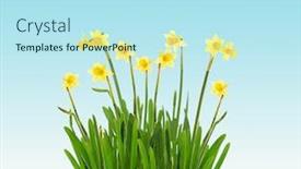  Presentation with yellow narcissus or daffodil flowers - Presentation with yellow-daffodils-garden-flowers-isolated background and a arctic colored foreground