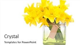  Presentation with yellow narcissus or daffodil flowers - Cool new presentation with yellow daffodils in a vase backdrop and a white colored foreground