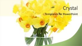  Presentation with yellow narcissus or daffodil flowers - Cool new slide set with yellow daffodils in transparent vase backdrop and a  colored foreground
