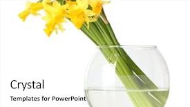  Presentation with yellow - Theme enhanced with yellow daffodils in transparent vase background and a  colored foreground