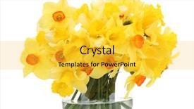  Presentation with yellow narcissus or daffodil flowers - Theme enhanced with yellow daffodils in transparent vase background and a  colored foreground
