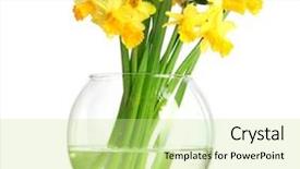  Presentation with yellow narcissus or daffodil flowers - Presentation design featuring yellow daffodils in transparent vase background and a  colored foreground