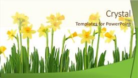  Presentation with yellow - Slides with yellow daffodils isolated on white background and a cream colored foreground