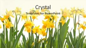  Presentation with daffodil - Presentation theme with yellow daffodils isolated on white background and a blonde colored foreground