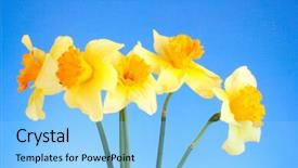  Presentation with blue yellow - Amazing slide deck having yellow daffodils on blue background backdrop and a light blue colored foreground