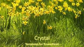  Presentation with daffodil - Presentation design having yellow daffodils spring flower background and a tawny brown colored foreground