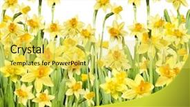  Presentation with yellow narcissus or daffodil flowers - Presentation enhanced with narcis - yellow daffodils background and a yellow colored foreground