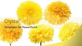  Presentation with dahlia - 