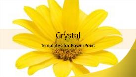  Presentation with blue white and yellow - Slides with yellow daisy flower isolated background and a gold colored foreground