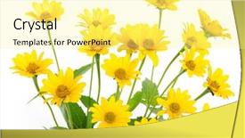  Presentation with daisy - Slides featuring yellow daisy flower background and a blonde colored foreground