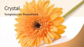  Presentation with gerbera daisy - Cool new presentation theme with yellow daisy-gerbera with water backdrop and a yellow colored foreground