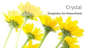  Presentation with daisy - Presentation theme having yellow daisy background and a white colored foreground