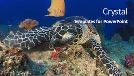  Presentation with turtle - Beautiful slide deck featuring yellow damselfish and hawksbill sea turtle backdrop and a navy blue colored foreground