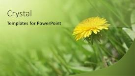  Presentation with dandelion - Cool new presentation with yellow dandelion in green grass backdrop and a yellow colored foreground