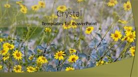  Presentation with bloom - Presentation design having yellow-desert-daisies-in-bloom background and a yellow colored foreground