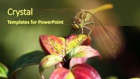  Presentation with dragonfly - Audience pleasing PPT layouts consisting of yellow dragonfly brachytron pratense sitting on top of a plant backdrop and a tawny brown colored foreground