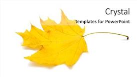 Presentation with maple leaf - Colorful slides enhanced with yellow dry maple leaf isolated backdrop and a white colored foreground