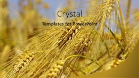  Presentation with ears - Colorful presentation theme enhanced with yellow-ears-on-the-field backdrop and a yellow colored foreground