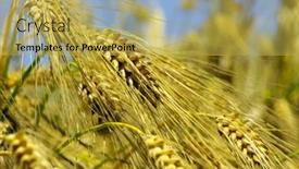 Presentation with ears - Audience pleasing presentation consisting of yellow-ears-on-the-field backdrop and a  colored foreground