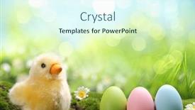  Presentation with chick - Beautiful presentation design featuring yellow easter chick and easter eggs in a field backdrop and a cool aqua colored foreground