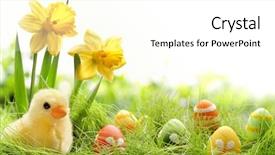  Presentation with easter bunny yellow spring flower - Presentation theme consisting of yellow easter chick and easter background and a white colored foreground