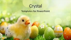  Presentation with easter bunny yellow spring flower - Presentation theme featuring yellow easter chick and easter background and a  colored foreground