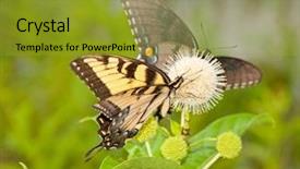  Presentation with black yellow - Beautiful theme featuring yellow eastern tiger swallowtail butterfly backdrop and a gold colored foreground