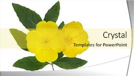  Presentation with white and yellow - Cool new theme with yellow evening primrose oenothera fruticosa backdrop and a yellow colored foreground