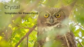  Presentation with yellow - Slide set featuring yellow-eyed-great-horned-owl background and a yellow colored foreground