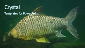  Presentation with silver - Amazing presentation theme having yellow eyed silver barb hypsibarbus backdrop and a tawny brown colored foreground