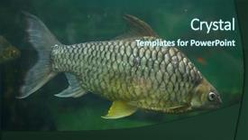  Presentation with modern eye glasses on yellow - Beautiful slide deck featuring yellow eyed silver barb hypsibarbus backdrop and a  colored foreground