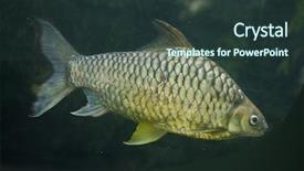  Presentation with modern eye glasses on yellow - Amazing presentation theme having yellow eyed silver barb hypsibarbus backdrop and a  colored foreground