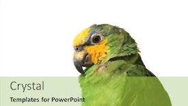  Presentation with parrot - Slide deck enhanced with yellow-face-parrot-bird-isolated background and a yellow colored foreground