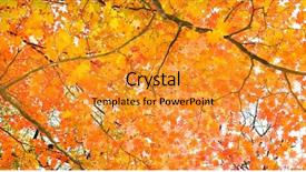  Presentation with isolated fall oak leaf - Presentation having yellow fall maple leafs illuminated background and a gold colored foreground