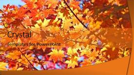  Presentation with maple - Audience pleasing slide deck consisting of yellow fall maple leafs illuminated backdrop and a gold colored foreground