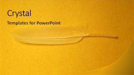  Presentation with yellow oyster mushroom - Theme having yellow feathers on a yellow background and a  colored foreground