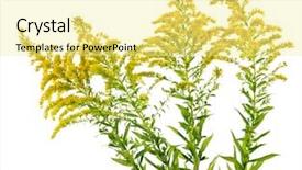  Presentation with salinity steress in plant - Theme consisting of yellow fever - blooming goldenrod plant isolated background and a blonde colored foreground