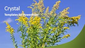  Presentation with sky blue - PPT theme enhanced with yellow fever - blooming goldenrod plant on blue background and a teal colored foreground