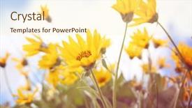  Presentation with lilac flowers bunch over wood - Presentation design enhanced with yellow fever - bunch of pretty balsamroot flowers background and a cream colored foreground