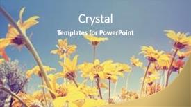  Presentation with done - PPT layouts having yellow fever - bunch of pretty balsamroot flowers background and a seafoam green colored foreground