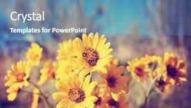  Presentation with lilac flowers bunch over wood - Presentation design having yellow fever - bunch of pretty balsamroot flowers background and a  colored foreground